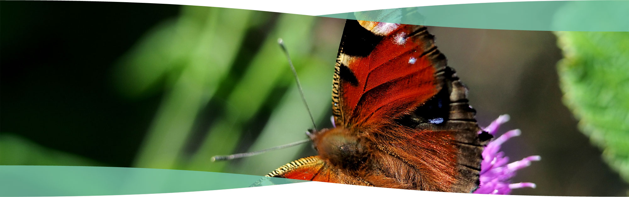 Butterfly in Erddig, Wrexham