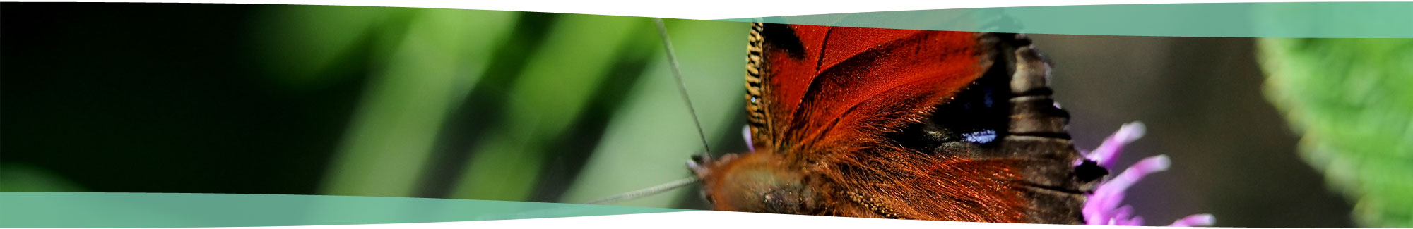 Butterfly in Erddig, Wrexham