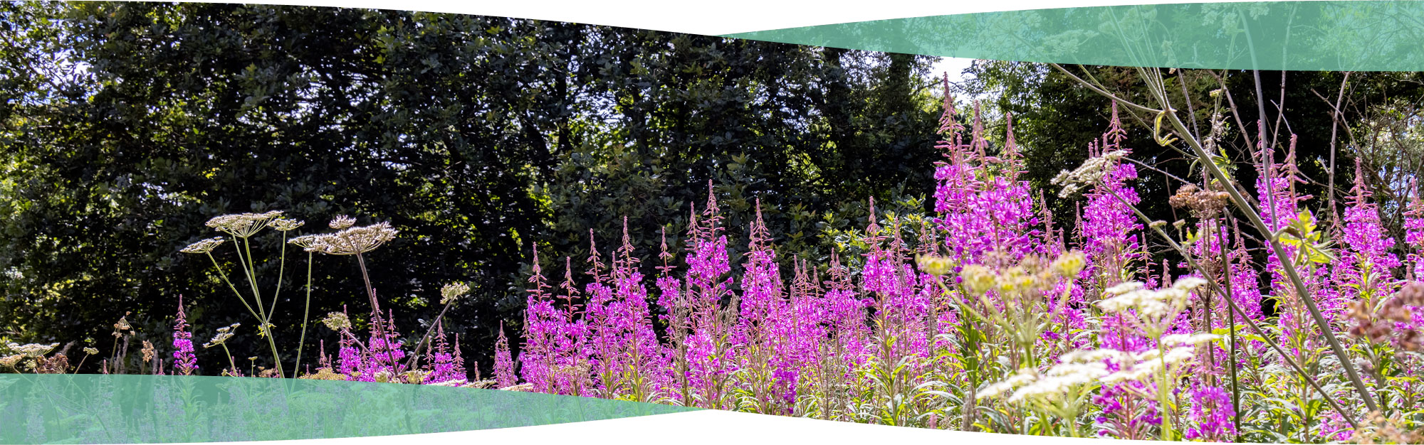 Flowers in Wrexham park